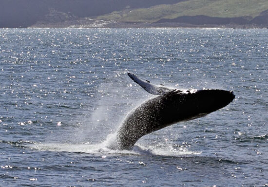 iceland-whale-watching