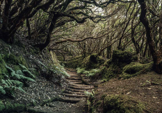 Hiking in Tenerife